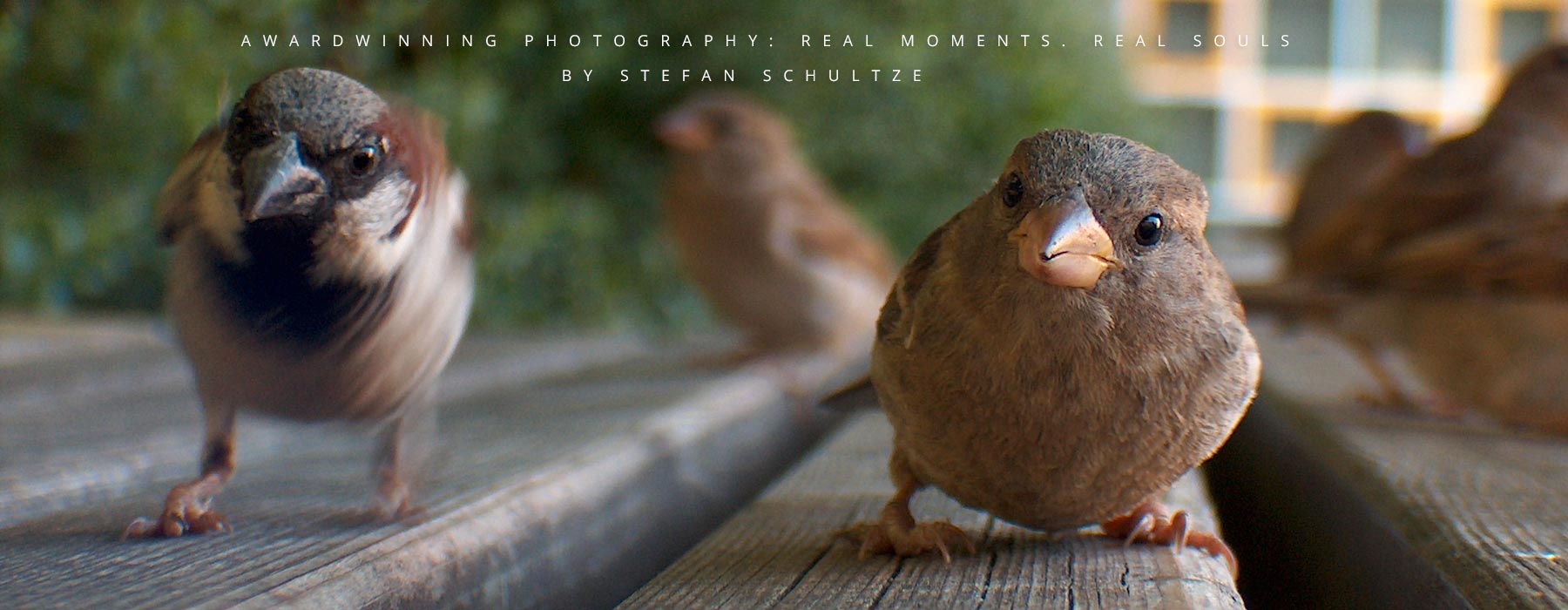 Fineart photography by Stefan Schultze: a little sparrow or in german Spatz as we say confidently chirping for one of my snacks - I had the cam with me and wasn´t sure if the little feathered fella wanted only my snack or talk to its buddy in the mirror reflection of the lens the closer it got. Finally after I was walking away a little crowd of 10-15 birds followed me in the same manner on the way walking and jumping, loudly chirping until they finally flew away :) 