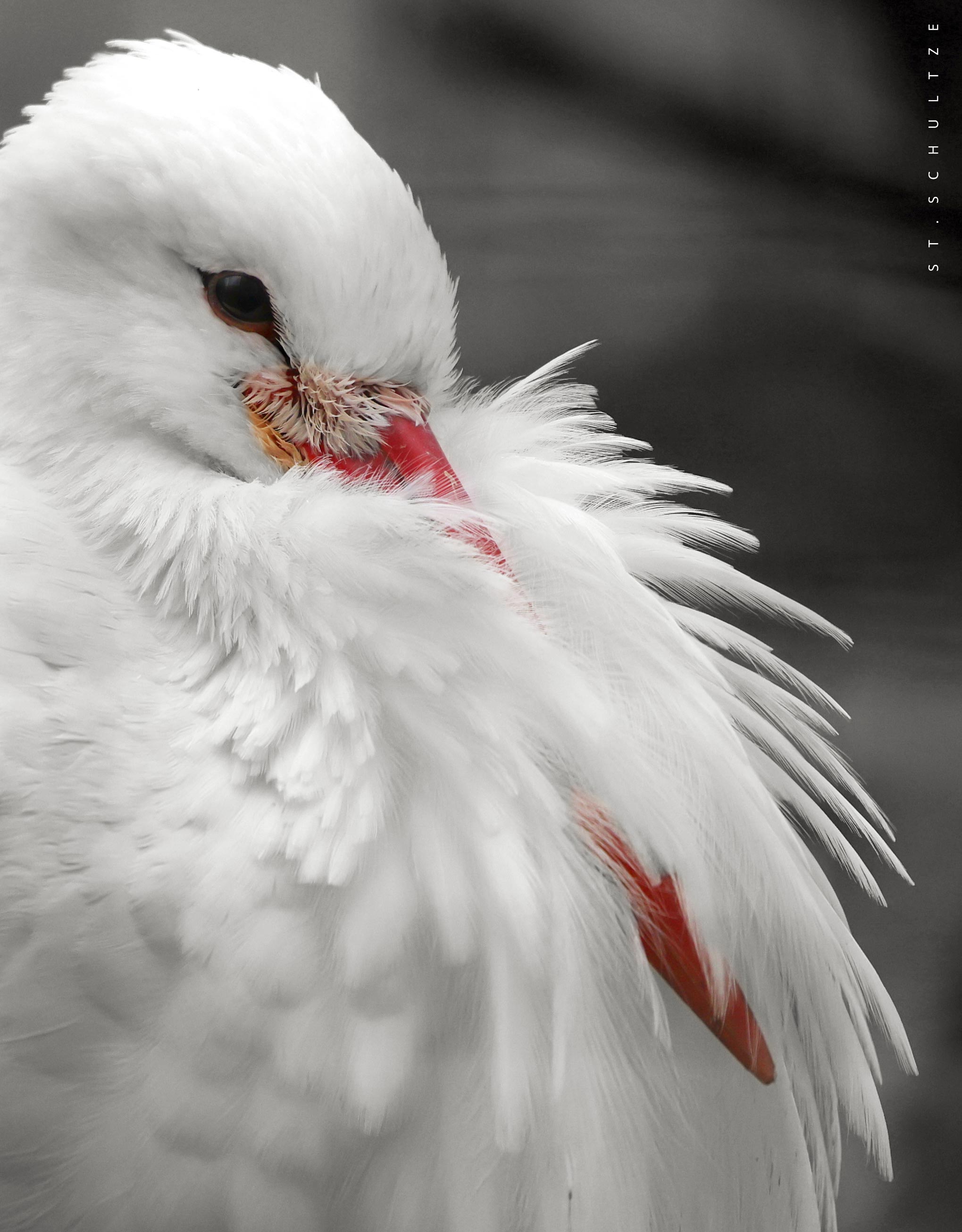 Storch, birds, feather, feathered, in style, wildlife, wildlife photography by Stefan Schultze from Berlin