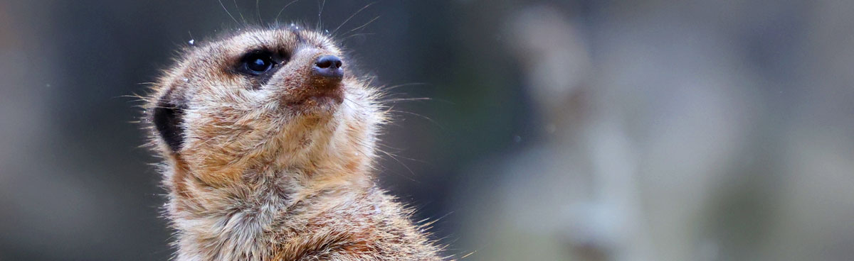 Meercat, Erdmaennchen, wildlife conservation, wildlife photography